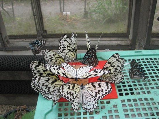 京都市青少年科学センター